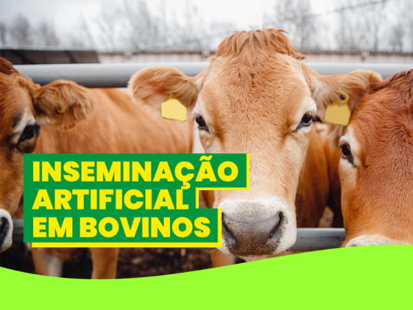 Inseminação artificial em bovinos